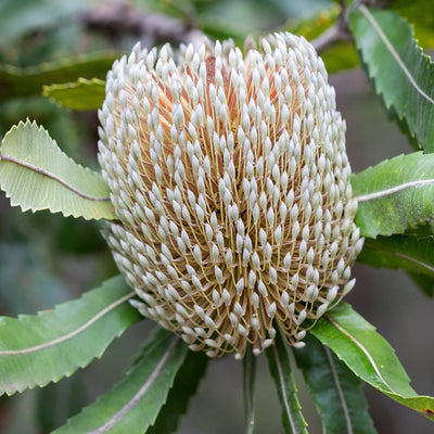 Banksia