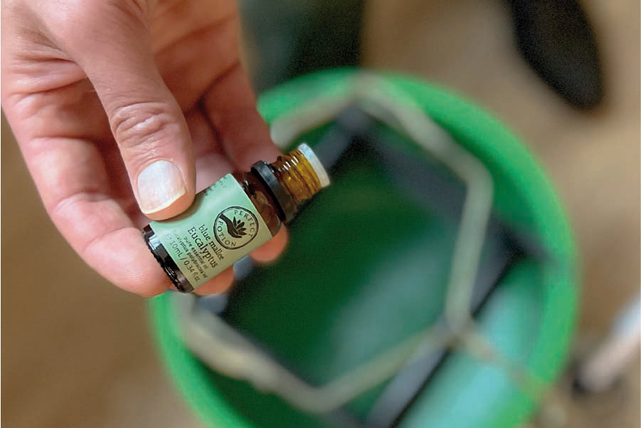 5 Reasons Why You Need Eucalyptus