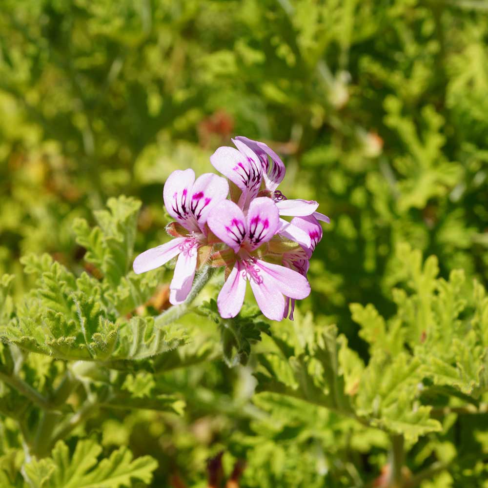 Geranium
