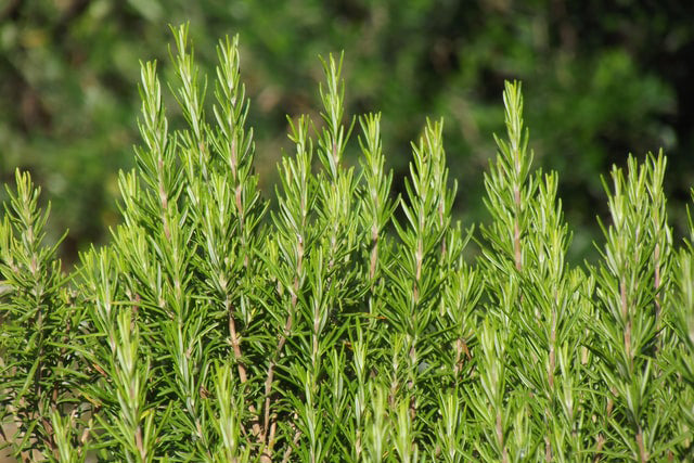 Ingestion and Therapeutic Grade Essential Oils