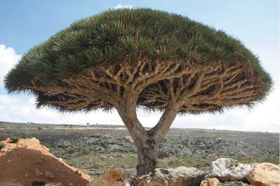 The Healing Properties Of Dragon's Blood | Perfect Potion Australia