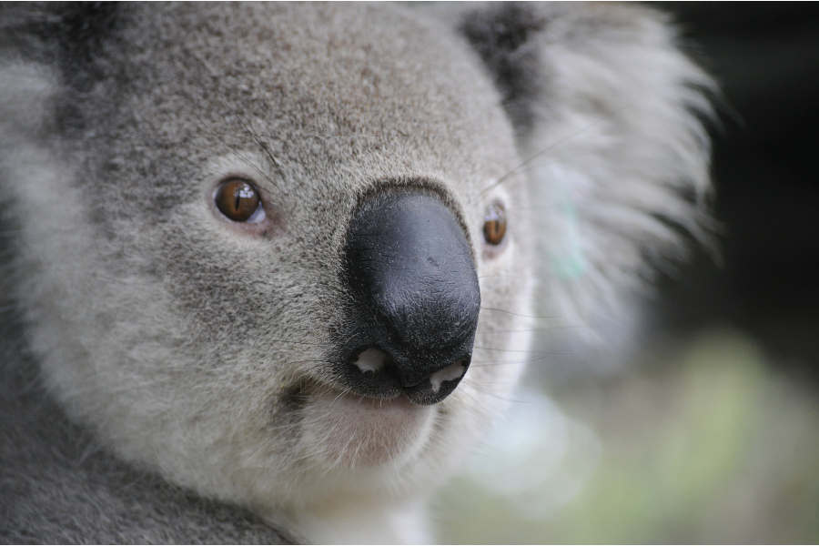 Save the Koalas