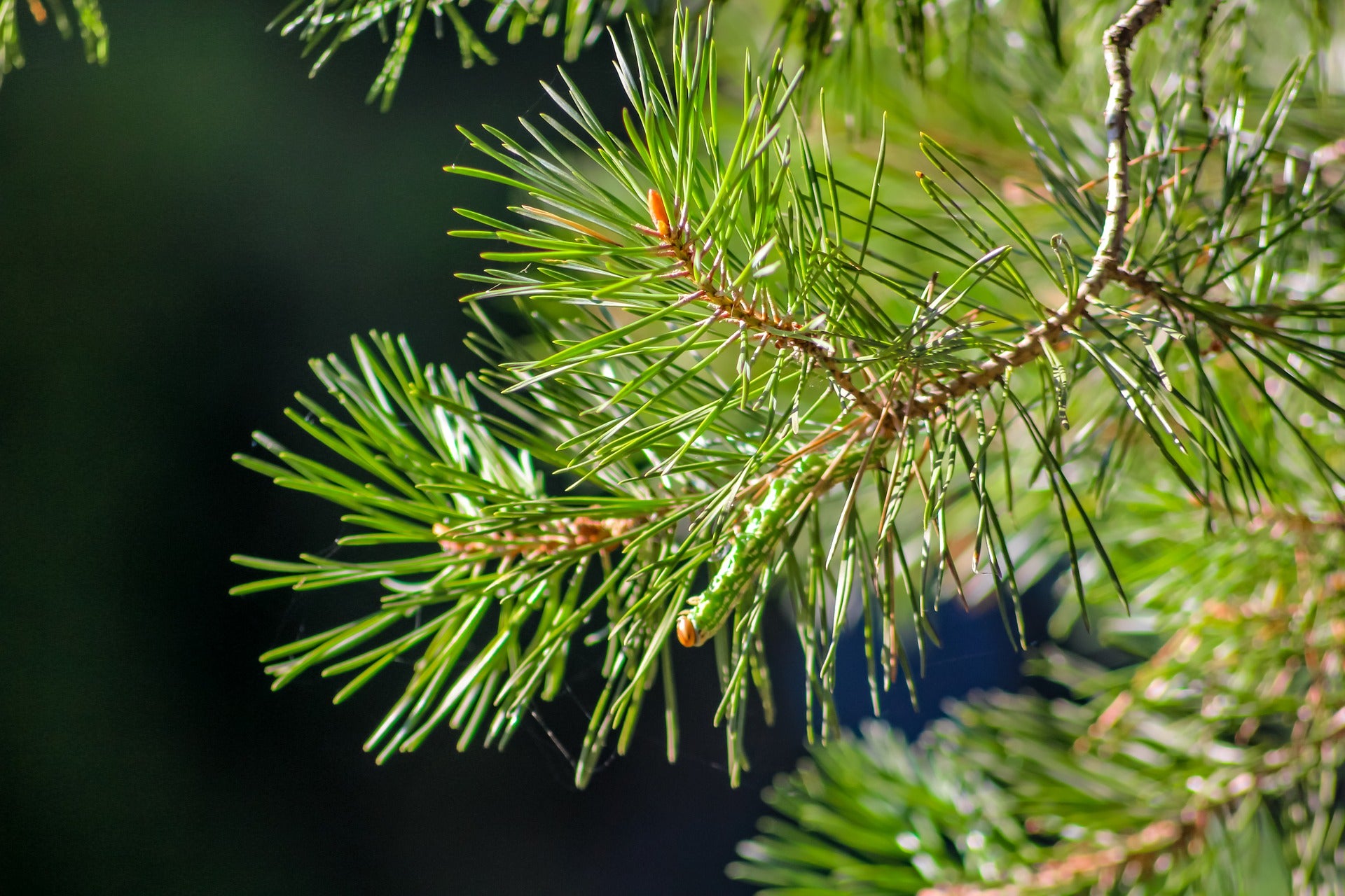 The power of slowing and Christmas trees