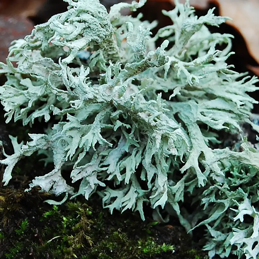 Oakmoss Absolute
