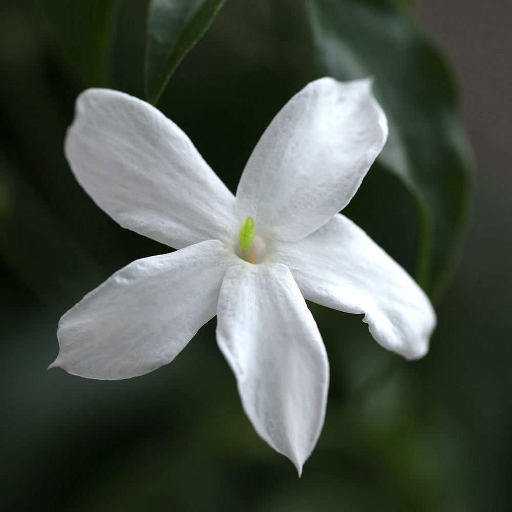 Jasmine Absolute Pure Essential Oil
