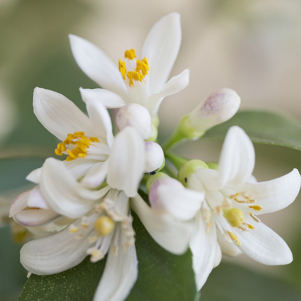 Neroli Pulse Point Natural Perfume