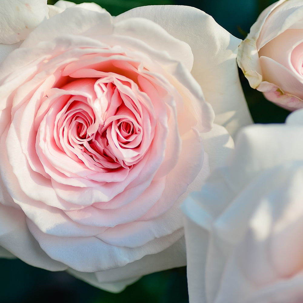 Elixir of the Heart Natural Perfume