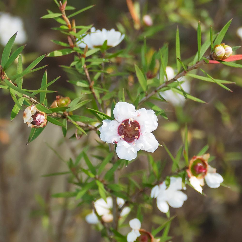 Tea Tree Essential Oil