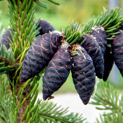 Black Spruce