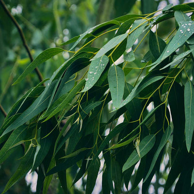 Eucalyptus