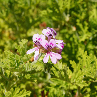 Geranium