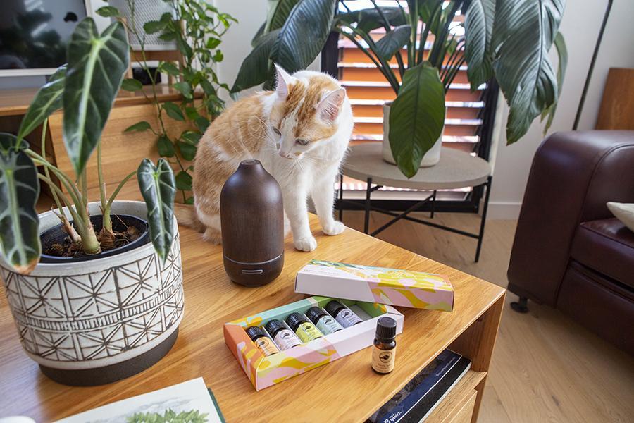 Using Essential Oils Safely with Cats