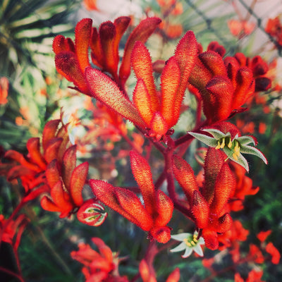 Kangaroo Paw