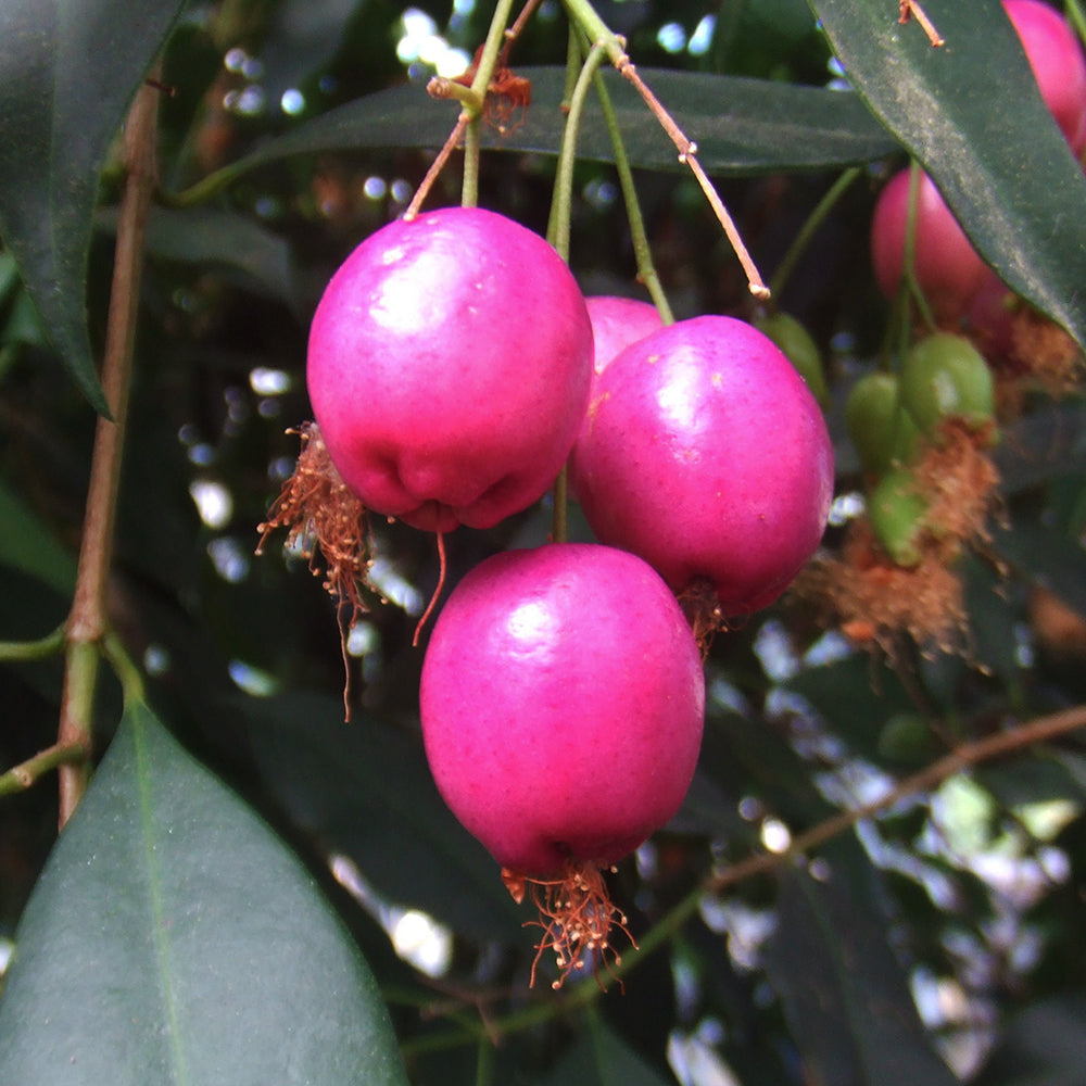 Parus Pilly Lilly Pilly