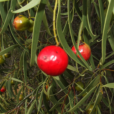 Quandong