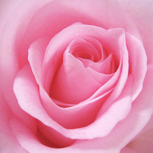 Absolute Pink Roses Rose Absolute - Perfect Potion