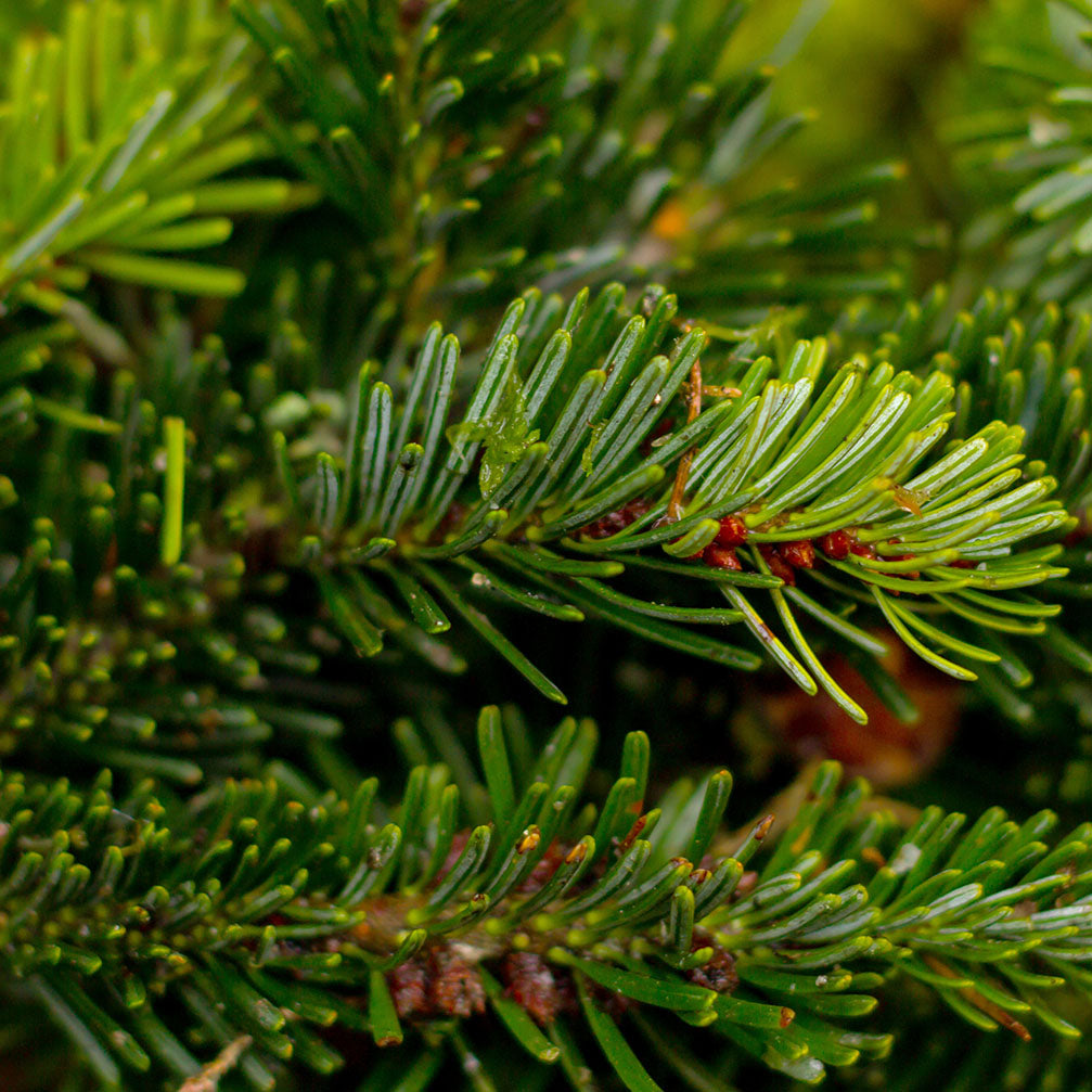 Siberian Fir