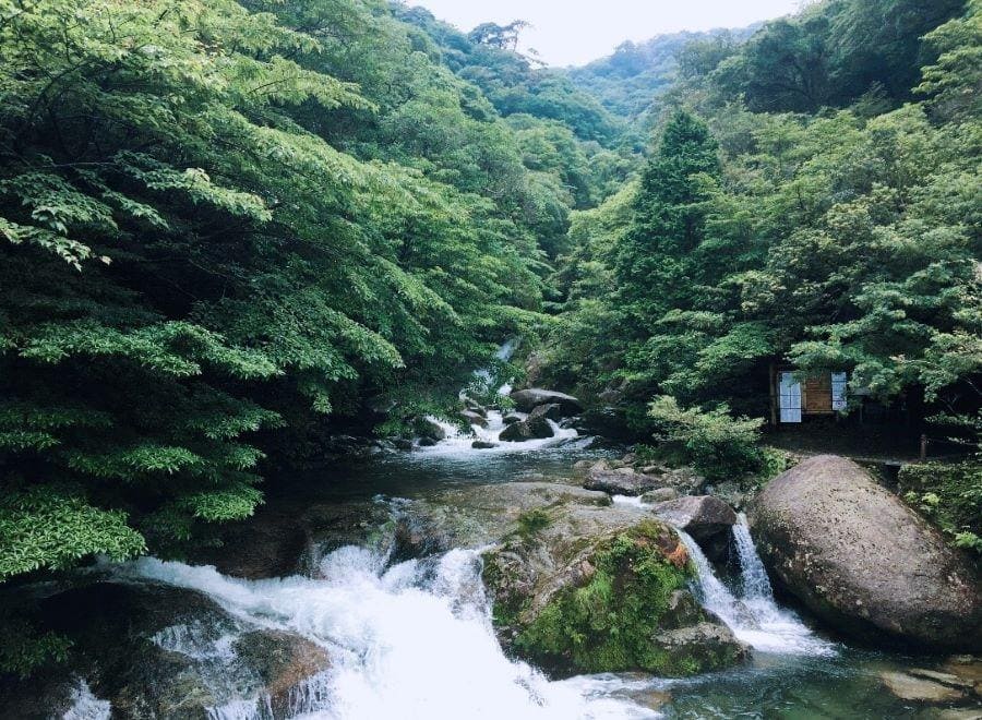 Visiting Yakushima: The Home of the Ancient Yakusugi Cedar Trees