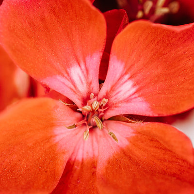 Geranium