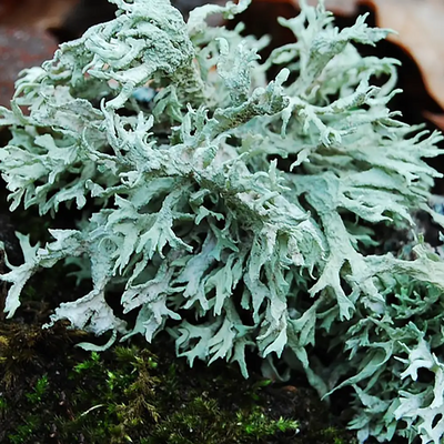 Oakmoss Absolute