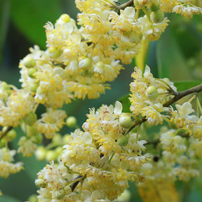 May Chang Pure Essential Oil