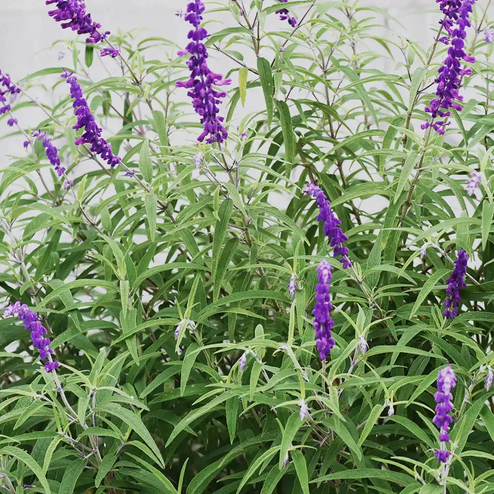 Spanish Sage