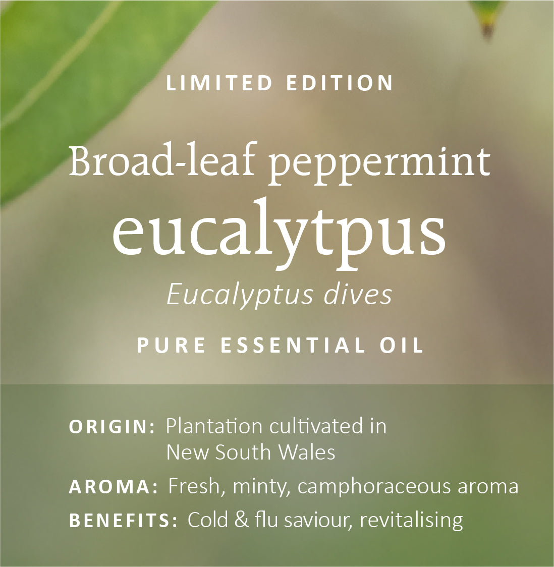 Australian Eucalyptus Essential Oils Collection