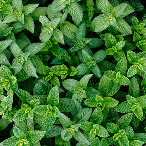 Peppermint Pure Essential Oil