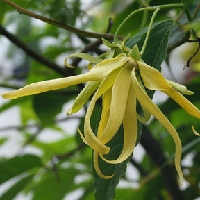 Ylang Ylang Complete Pure Essential Oil
